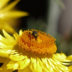 Lasioglossum (Chilalictus) sp. (genus & subgenus) at Acton, ACT - 11 Jan 2023