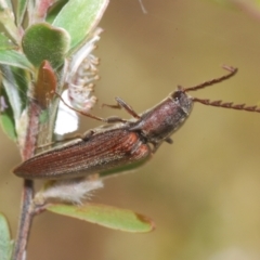 Elateridae (family) (Unidentified click beetle) at Brindabella, NSW - 10 Jan 2023 by Harrisi