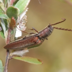 Elateridae sp. (family) (Unidentified click beetle) at Brindabella, NSW - 10 Jan 2023 by Harrisi