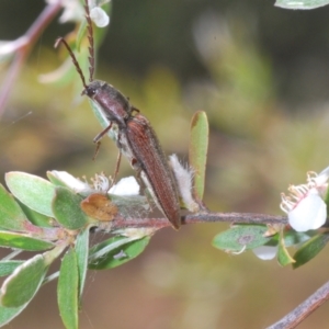Elateridae sp. (family) at Brindabella, NSW - 10 Jan 2023