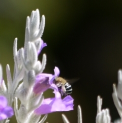 Amegilla (Zonamegilla) asserta (Blue Banded Bee) at Acton, ACT - 11 Jan 2023 by darrenw