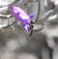 Megachile sp. (several subgenera) (Resin Bees) at ANBG - 11 Jan 2023 by darrenw