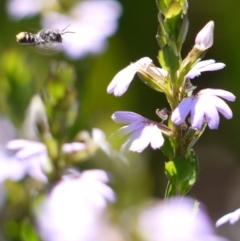 Megachile sp. (several subgenera) (Resin Bees) at ANBG - 11 Jan 2023 by darrenw