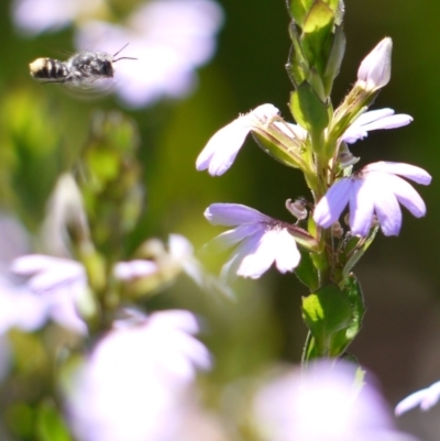 Megachile sp. (several subgenera) (Resin Bees) at ANBG - 11 Jan 2023 by darrenw