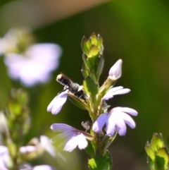 Megachile sp. (several subgenera) at Acton, ACT - 11 Jan 2023