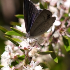 Erina hyacinthina (Varied Dusky-blue) at ANBG - 11 Jan 2023 by darrenw