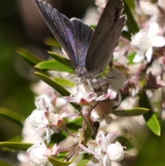 Erina hyacinthina at Acton, ACT - 11 Jan 2023 12:03 PM