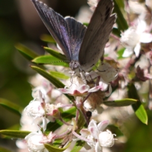 Erina hyacinthina at Acton, ACT - 11 Jan 2023 12:03 PM