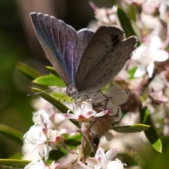 Erina hyacinthina at Acton, ACT - 11 Jan 2023 12:03 PM