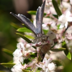 Erina hyacinthina at Acton, ACT - 11 Jan 2023 12:03 PM