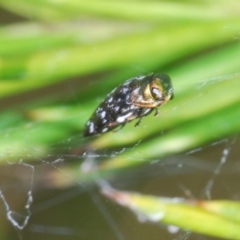 Diphucrania sp. (genus) (Jewel Beetle) at Queanbeyan West, NSW - 9 Jan 2023 by Harrisi