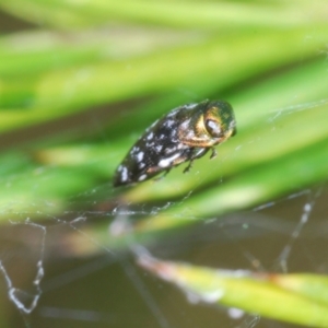 Diphucrania sp. (genus) at Queanbeyan West, NSW - 9 Jan 2023