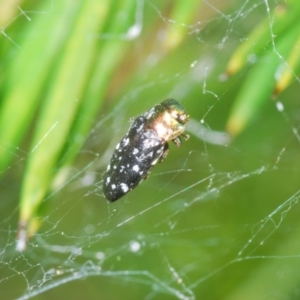 Diphucrania sp. (genus) at Queanbeyan West, NSW - 9 Jan 2023