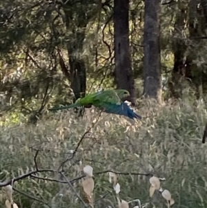 Polytelis swainsonii at Wanniassa, ACT - suppressed