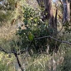 Polytelis swainsonii at Wanniassa, ACT - 11 Jan 2023