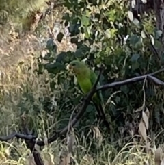 Polytelis swainsonii at Wanniassa, ACT - suppressed