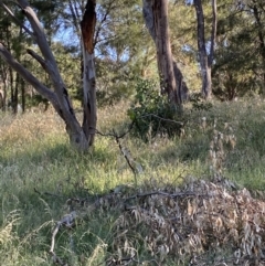 Polytelis swainsonii at Wanniassa, ACT - suppressed