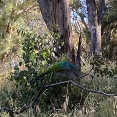 Polytelis swainsonii at Wanniassa, ACT - suppressed