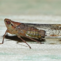 Magia subocellata (Palm Planthopper) at Wellington Point, QLD - 1 Jan 2023 by TimL