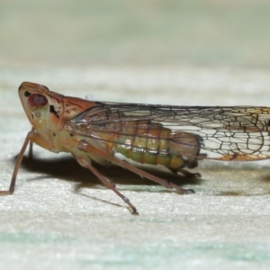 Magia subocellata at Wellington Point, QLD - suppressed