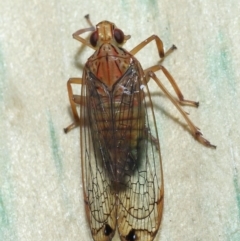 Magia subocellata at Wellington Point, QLD - suppressed