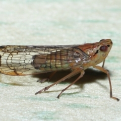 Magia subocellata at Wellington Point, QLD - suppressed