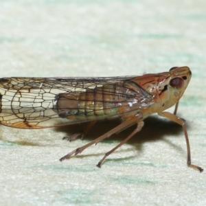 Magia subocellata at Wellington Point, QLD - suppressed