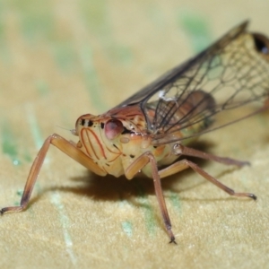 Magia subocellata at Wellington Point, QLD - suppressed