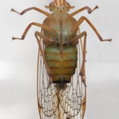 Magia subocellata at Wellington Point, QLD - suppressed