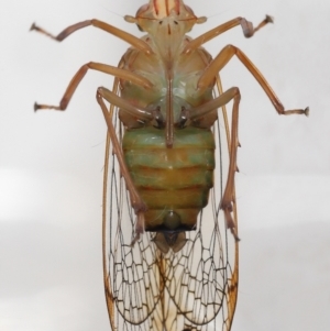 Magia subocellata at Wellington Point, QLD - suppressed