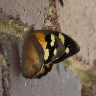 Heteronympha merope (Common Brown Butterfly) at Kambah, ACT - 11 Jan 2023 by MatthewFrawley