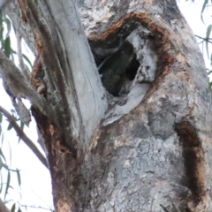 Callocephalon fimbriatum (Gang-gang Cockatoo) at Red Hill, ACT - 12 Jan 2023 by BenW