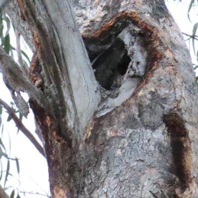 Callocephalon fimbriatum (Gang-gang Cockatoo) at Red Hill Nature Reserve - 11 Jan 2023 by TomW