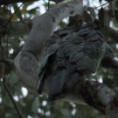 Callocephalon fimbriatum at Red Hill, ACT - 12 Jan 2023