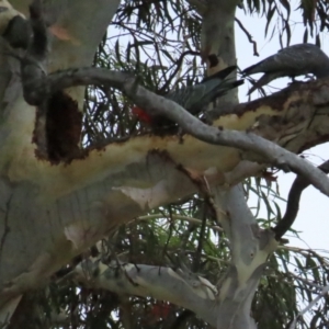 Callocephalon fimbriatum at Red Hill, ACT - 12 Jan 2023