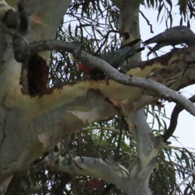 Callocephalon fimbriatum (Gang-gang Cockatoo) at Red Hill, ACT - 12 Jan 2023 by BenW