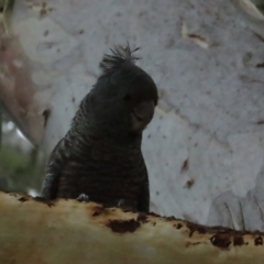 Callocephalon fimbriatum at Red Hill, ACT - 12 Jan 2023