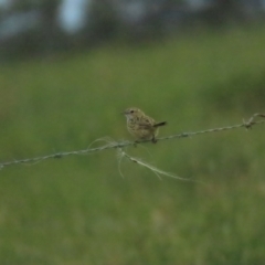 Calamanthus fuliginosus (Striated Fieldwren) at Point Wilson, VIC - 28 Dec 2022 by BenW