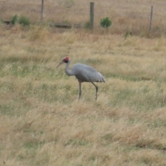 Grus rubicunda (Brolga) at Point Wilson, VIC - 28 Dec 2022 by BenW