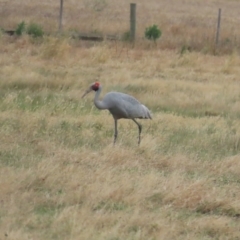 Grus rubicunda (Brolga) at Point Wilson, VIC - 27 Dec 2022 by TomW