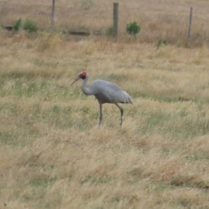 Grus rubicunda at Point Wilson, VIC - 28 Dec 2022