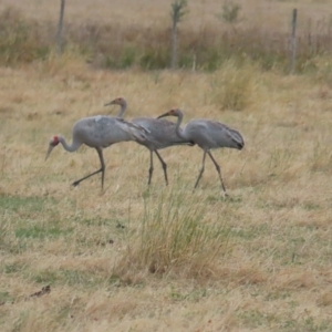 Grus rubicunda at Point Wilson, VIC - 28 Dec 2022