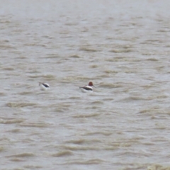 Recurvirostra novaehollandiae (Red-necked Avocet) at Point Wilson, VIC - 28 Dec 2022 by BenW