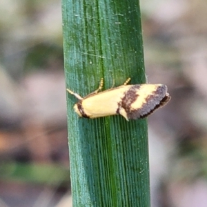 Olbonoma triptycha at Gundaroo, NSW - 11 Jan 2023 02:48 PM