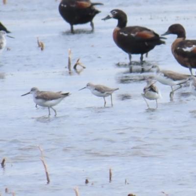 Tringa stagnatilis (Marsh Sandpiper) at Point Wilson, VIC - 28 Dec 2022 by BenW