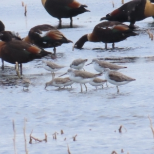 Tringa stagnatilis at Point Wilson, VIC - 28 Dec 2022