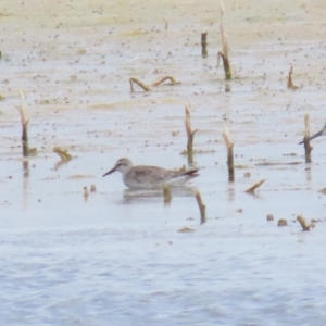 Calidris canutus at Point Wilson, VIC - 28 Dec 2022 11:43 AM