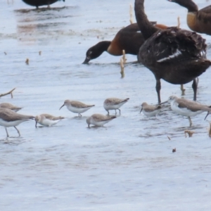 Calidris ferruginea at Point Wilson, VIC - 28 Dec 2022 11:43 AM