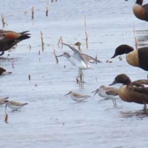 Calidris ferruginea at Point Wilson, VIC - 28 Dec 2022 11:43 AM