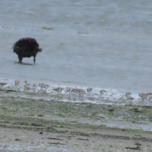 Calidris ruficollis at Point Wilson, VIC - 28 Dec 2022 01:20 PM